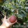 紅梨樹苗品種 1.5米嫁接紅香酥梨樹苗 短枝矮化梨苗
