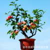 熱銷微型盆栽 家居盆栽植物盆栽蘋果 陽(yáng)臺(tái)果樹 室內(nèi)外