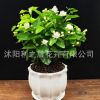 盆栽重瓣雙色茉莉芳香凈化空氣綠植室內陽臺花卉白茉莉花苗