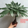 基地批發綠植盆栽 發財樹室內盆栽 三干發財樹甲醛綠色環保