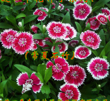 盆栽花卉 常夏石竹種籽 石竹花草籽 陽(yáng)臺(tái)花 耐熱耐寒