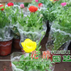 花毛茛批發供應室內盆栽花毛茛種根 花毛茛種球花卉 多 一棵起批
