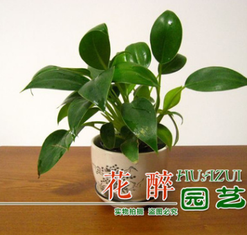 室內桌面盆栽批發 小金鉆 凈化空氣防輻射 觀葉植物 水培土培植物
