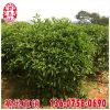 非洲茉莉球價(jià)格 福建漳州基地 大量批發(fā) 規(guī)格齊全 市政工程供應(yīng)