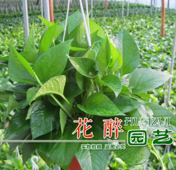 防輻射懶人植物綠蘿 除甲醛植物 凈化空氣 綠蘿盆栽土培 盆栽套裝