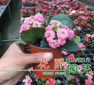 長壽花重瓣多色花苗盆栽盆景花卉室內桌面觀花多肉植物四季開花