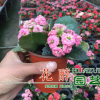 長(zhǎng)壽花重瓣多色花苗盆栽盆景花卉室內(nèi)桌面觀花多肉植物四季開(kāi)花