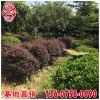 紅花繼木球價(jià)格 福建漳州基地 大量批發(fā) 規(guī)格齊全 市政工程供應(yīng)