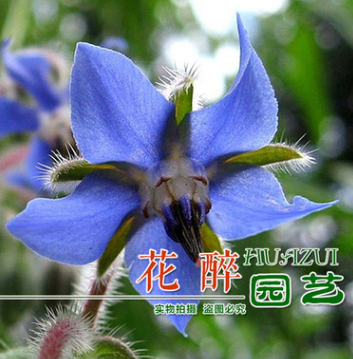 硫璃苣批發新采正宗琉璃苣種子紫花草食用蔬菜硫璃苣種子芳香植物