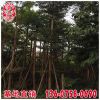 小葉欖仁報(bào)價(jià) 福建基地直銷 大量供應(yīng) 規(guī)格齊全