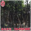 大葉榕報(bào)價(jià) 福建基地直銷 大量供應(yīng) 規(guī)格齊全