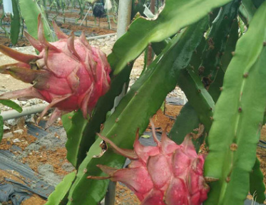 果樹苗盆栽 紅心火龍果 火龍果 火龍果樹 紅白紫肉有根當(dāng)年結(jié)果