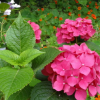 批發(fā)綠化工程苗 八仙花 當年開花庭院觀花植物 規(guī)格齊全量大優(yōu)惠