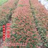 供應(yīng)紅葉石楠小苗 30-50公分高 葉色鮮艷 品種純正 品質(zhì)優(yōu)良