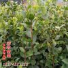 精品綠化工程苗金森女貞小毛球盆栽 園林植物毛球批發(fā)