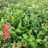 批發(fā)茶花小苗 茶花盆栽 山茶花苗 20-30cm高 綠化小苗 現(xiàn)貨