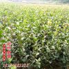 精品綠化工程苗茶梅球 園林植物茶梅盆栽 茶梅樹茶梅小苗 批發(fā)