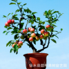 熱銷微型盆栽 家居盆栽植物盆栽蘋果 陽(yáng)臺(tái)果樹 室內(nèi)外