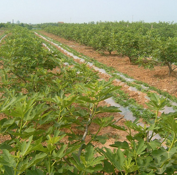 基地批發(fā)果樹苗新品種青皮無花果樹苗庭院園林果樹規(guī)格全量大從優(yōu)