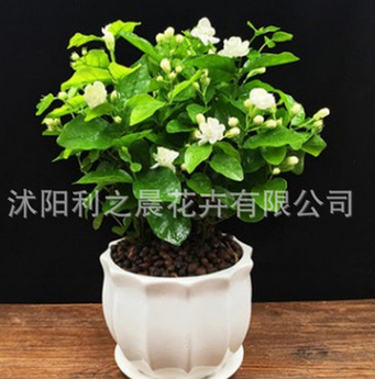 盆栽重瓣雙色茉莉芳香凈化空氣綠植室內(nèi)陽臺(tái)花卉白茉莉花苗
