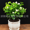 盆栽重瓣雙色茉莉芳香凈化空氣綠植室內陽臺花卉白茉莉花苗