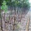 香櫞樹 供應綠化工程 園林植物 規(guī)格齊全 基地直供