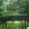 合歡 各種規(guī)格 大量批發(fā) 園林植物 基地直銷 喬木觀賞植物