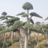 錦森苗圃供應湖南造型榆樹 榆樹綠化樹木 特需造型緑化苗木盆景