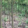 湖南苗木香樟基地優質批發供應香樟樹香樟樹苗品種規格齊全