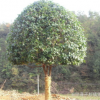 喬木基地八月桂花樹 胸徑8-10-12公分八月桂 八月桂花價格表