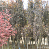 供應紅楓樹苗 綠化工程苗切桿紅楓樹價格 易成活 量大優惠
