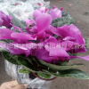 批發(fā)供應(yīng)盆栽花卉 花苗 仙客來(lái) 正是花期 花期長(zhǎng) 四季開花