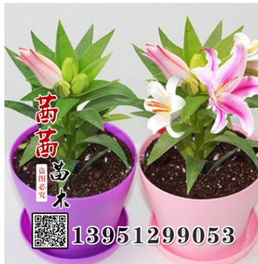 口香水百合種球 觀花植物 美化環(huán)境 百合花球根 基地發(fā)貨