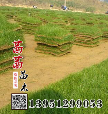 供應批發(fā)優(yōu)質馬尼拉草坪|果嶺草馬尼拉草皮|耐踐踏馬尼拉草坪價格