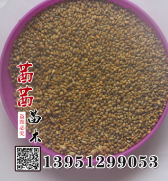 皇竹草種子 批發(fā) 家禽高產牧草 皇竹草 新型牧草皇竹草草坪種子
