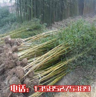 庭院觀賞竹子植物紫竹 金鑲玉竹 青竹苗 趣味美觀 四季常青