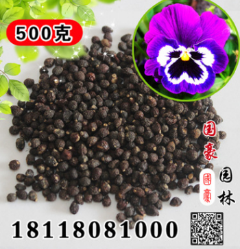 批發散裝鳶尾 蝴蝶蘭種子 室內盆栽花卉綠植 蘭花盆栽