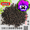 批發散裝鳶尾 蝴蝶蘭種子 室內盆栽花卉綠植 蘭花盆栽