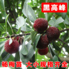 批發嫁接東魁楊梅樹苗 黑高峰楊梅 南方北方楊梅苗盆栽地栽 3年苗