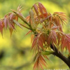 紅油香椿苗基地 出售紅油香椿樹苗 規格齊全成活率高 量大優惠