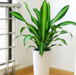 巴西鐵盆栽綠植金邊也門鐵千年木香龍血樹室內(nèi)植物吸甲醛凈化空氣