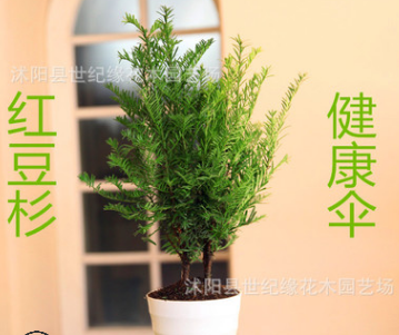 批發(fā)紅豆杉盆栽 南方紅豆杉 曼地亞紅豆杉樹苗 盆栽室內(nèi)庭院綠植