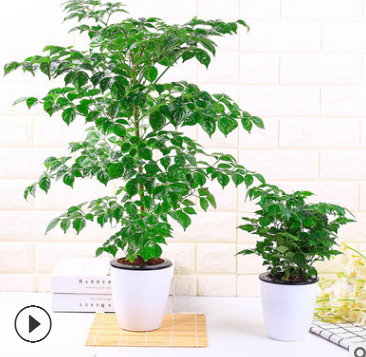 室內(nèi)桌面凈化空氣水培植物懶人盆栽花卉幸福樹發(fā)財樹綠蘿四季常青