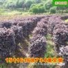 批發紅花繼木柱 湖南80至100公分精品市政園林綠化苗木