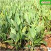 批發美人蕉苗 精品園林綠化工程庭院造型苗木30至50公分
