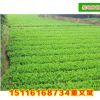 批發杜鵑小苗 映山紅庭院綠化苗20至30公分市政園林工程