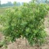 五年生金銀花盆栽 四季開(kāi)花 產(chǎn)量高 室內(nèi)盆栽  驅(qū)蚊消暑