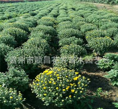 基地大量供應(yīng)國(guó)慶菊菊花千頭菊