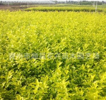 供應(yīng)景觀綠化苗木金葉女貞園林綠化用小金葉女貞苗常綠灌木批發(fā)