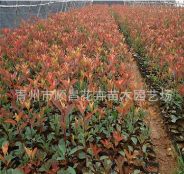 基地供應(yīng)銷(xiāo)售紅葉石楠 綠化用 紅葉石楠 美觀大方四季常綠灌木